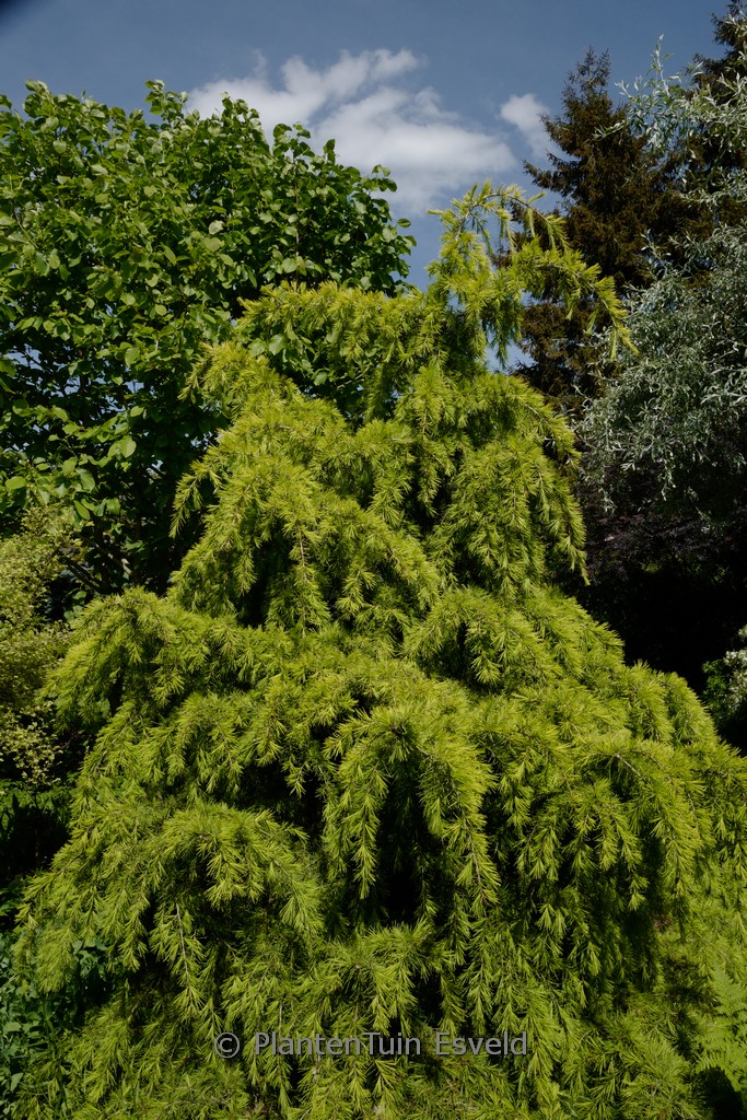 Cedrus deodara ‘Aurea’