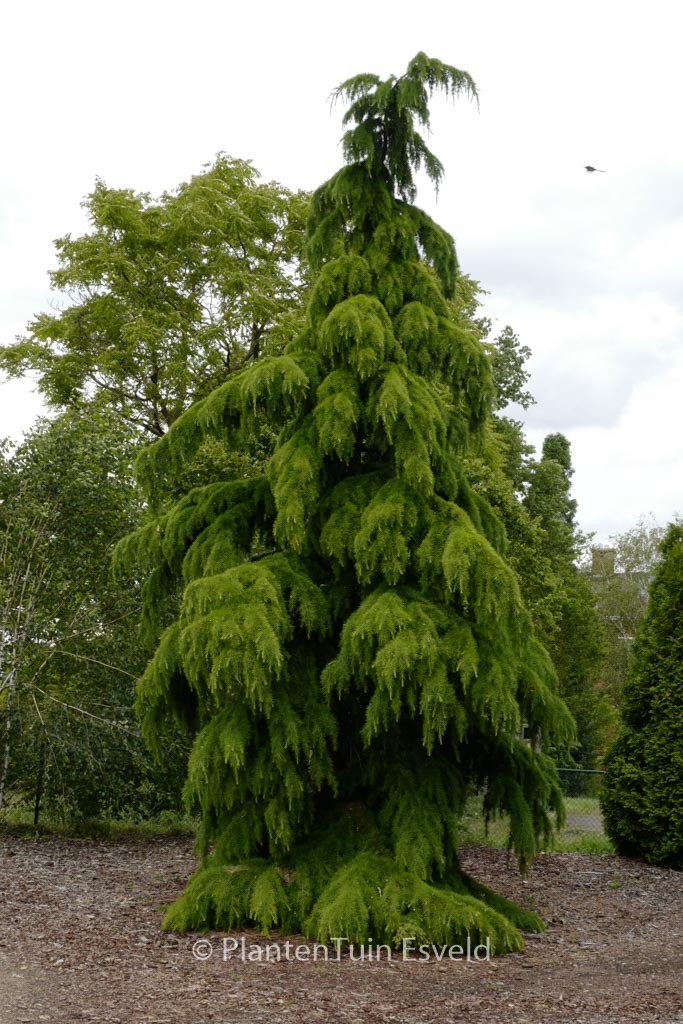 Cedrus deodara