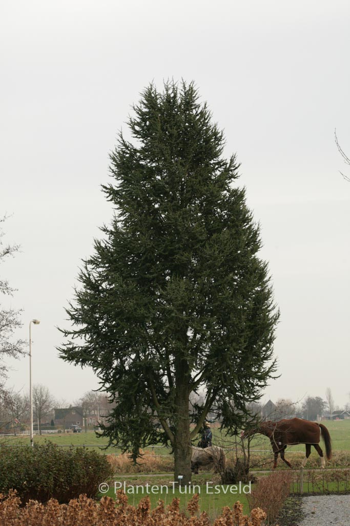 Cedrus libani ‘Fastigiata’