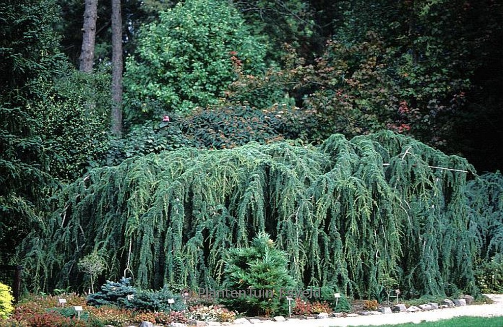 Cedrus libani ‘Pendula’