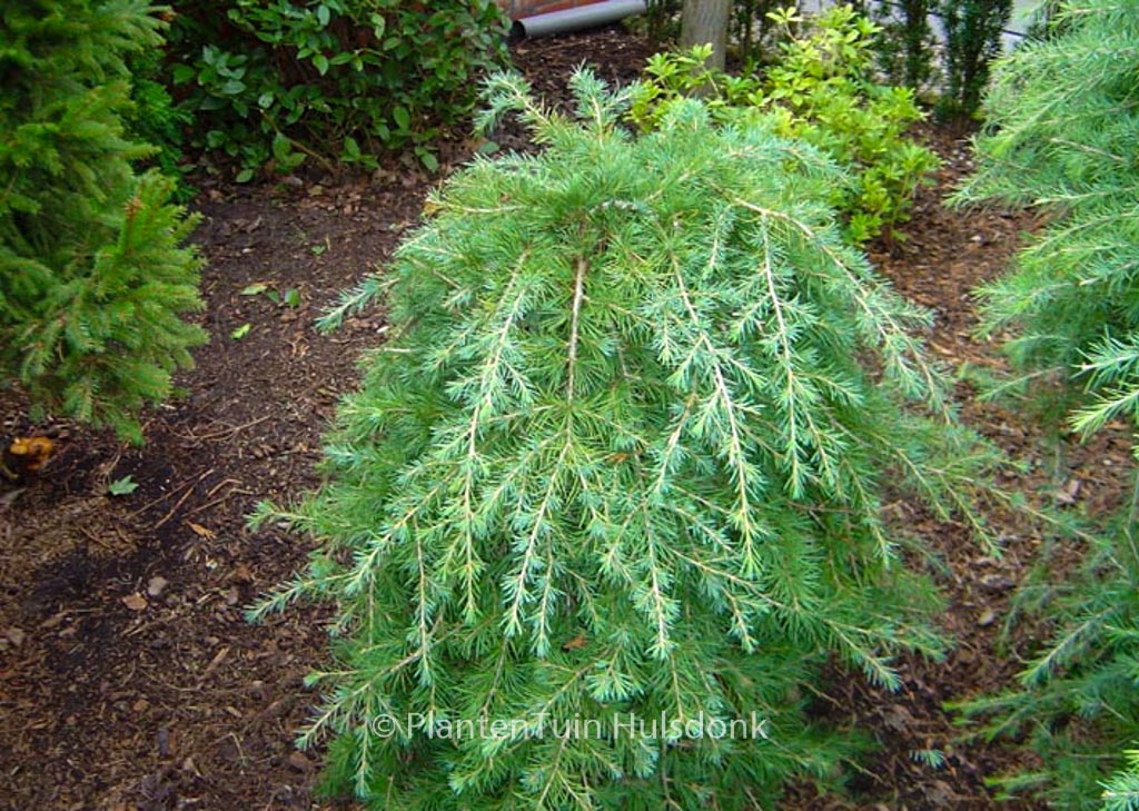 Cedrus libani ‘Sargentii’