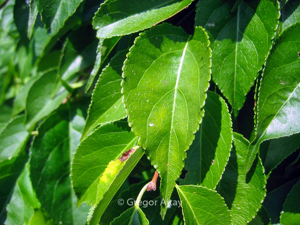 Celastrus orbiculatus ‘Hercules’