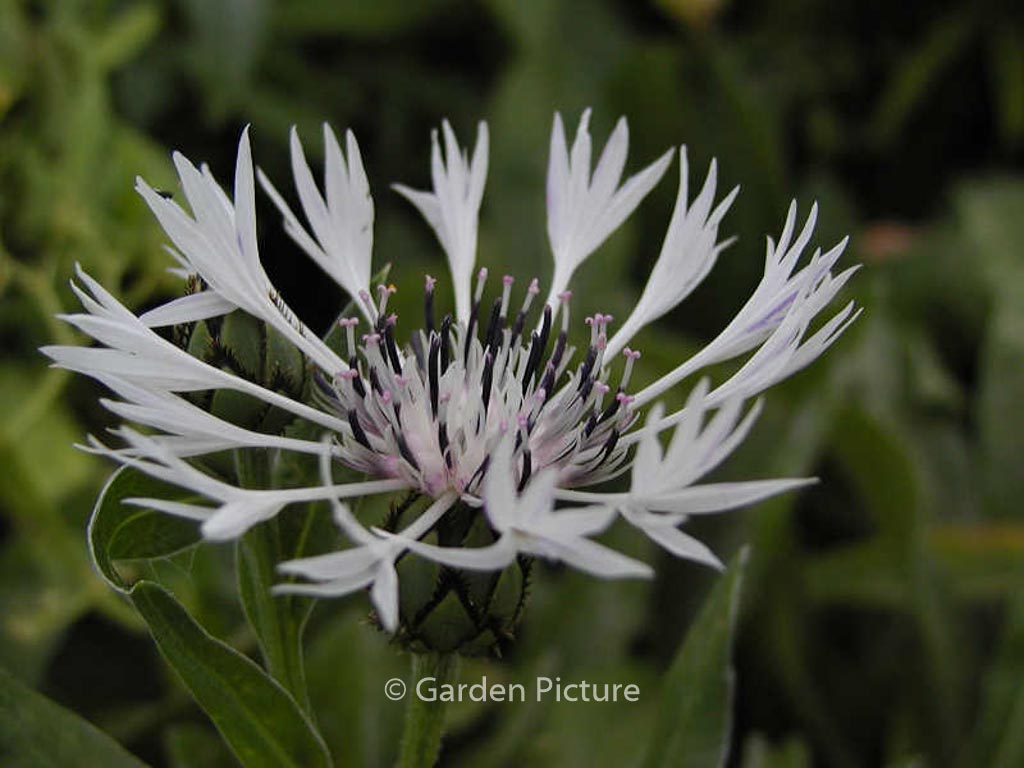 Centaurea montana ‘Alba’