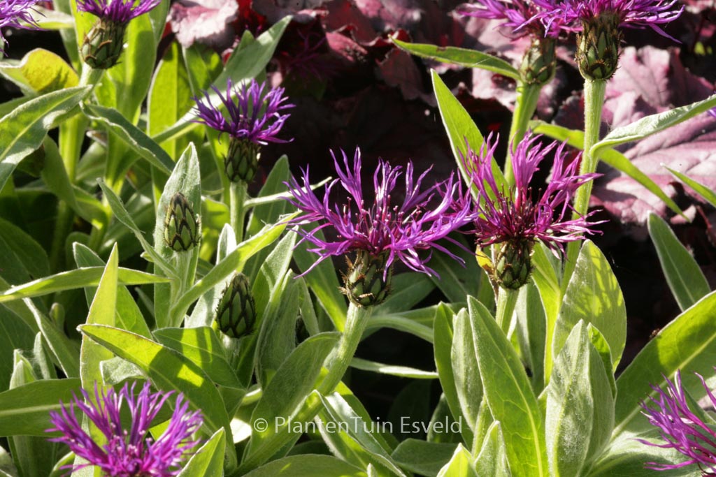 Centaurea montana ‘Amethyst Dream’