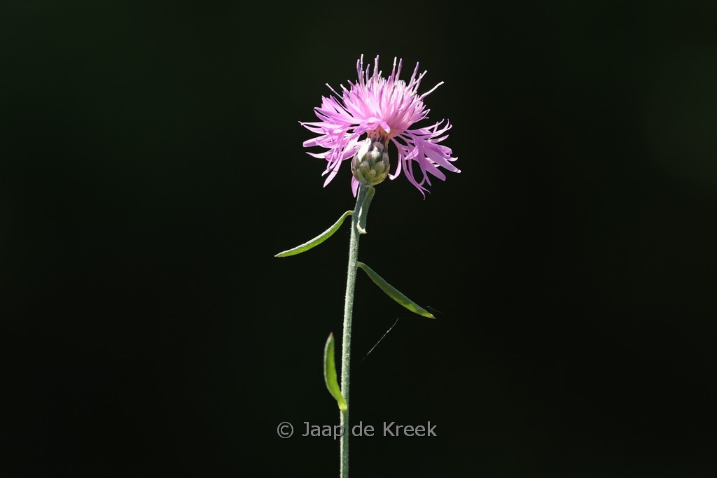 Centaurea stoebe