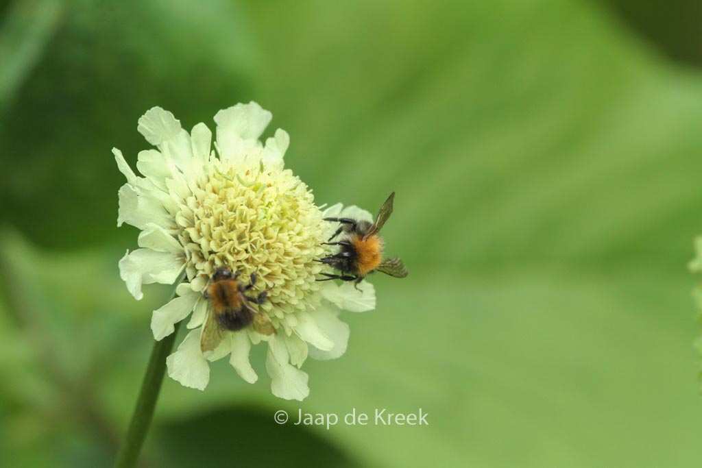 Cephalaria alpina
