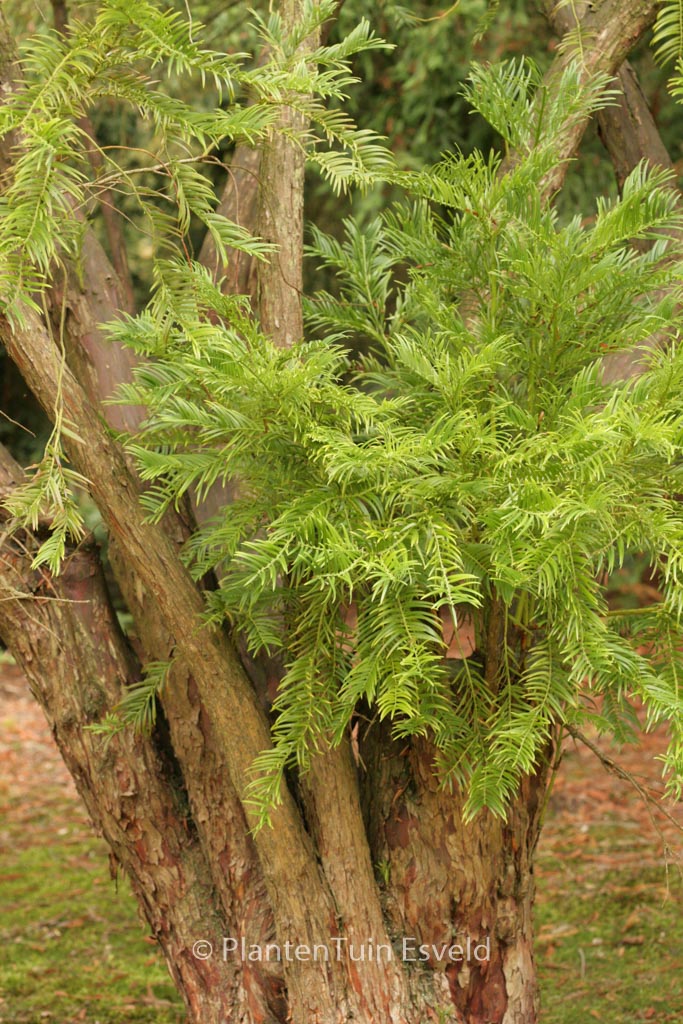 Cephalotaxus fortunei