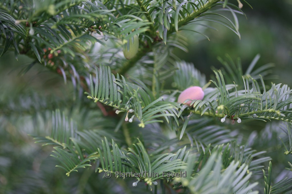Cephalotaxus harringtonia ‘Gimborn’s Pillow’
