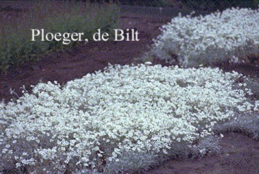 Cerastium tomentosum ‘Silberteppich’