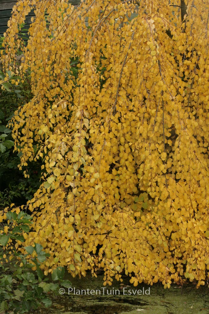 Cercidiphyllum japonicum ‘Amazing Grace’
