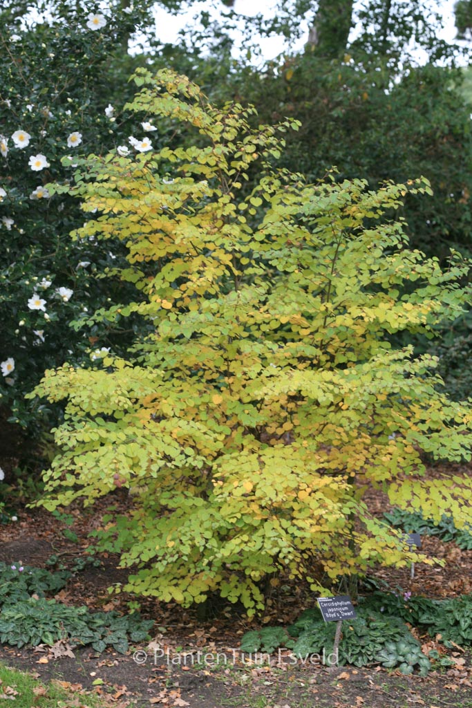 Cercidiphyllum japonicum ‘Boyd’s Dwarf’