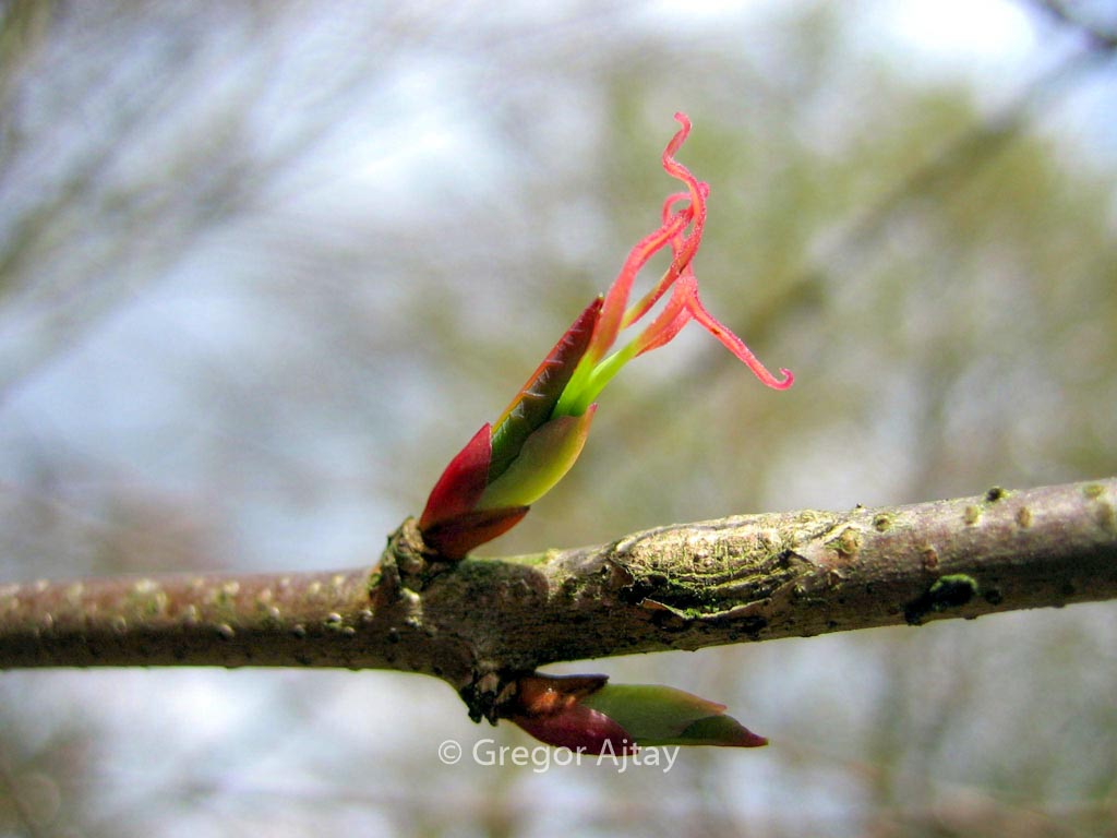Cercidiphyllum japonicum ‘Krukenberg Dwarf’