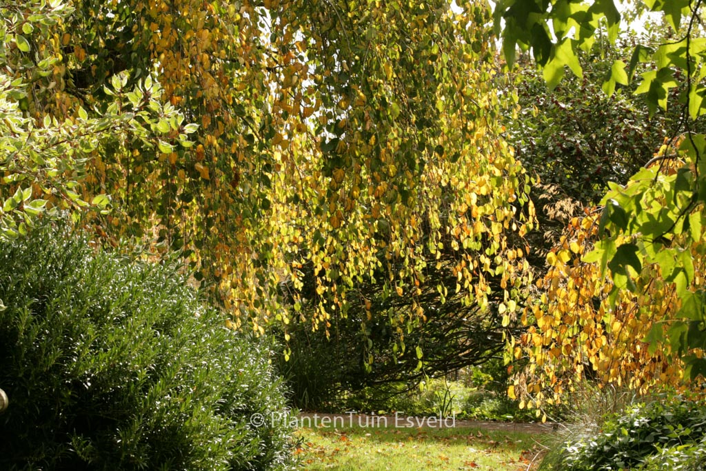 Cercidiphyllum japonicum ‘Morioka Weeping’