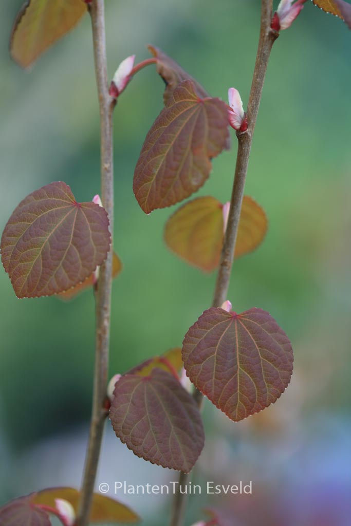 Cercidiphyllum japonicum ‘Strawberry’