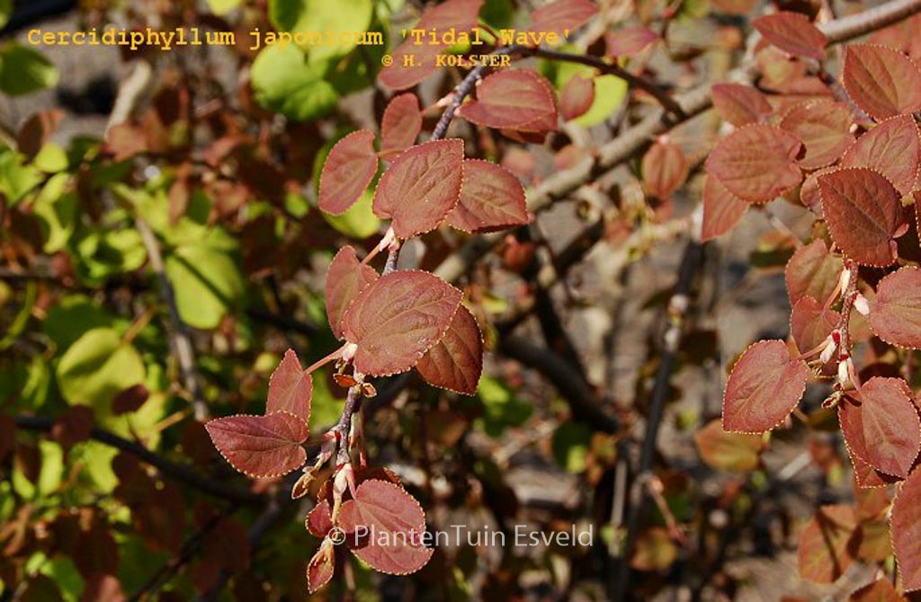 Cercidiphyllum japonicum ‘Tidal Wave’