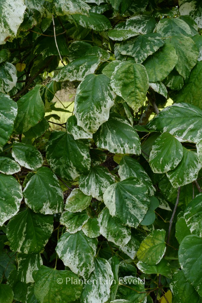 Cercis canadensis ‘Alley Cat’
