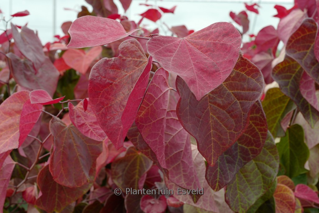 Cercis canadensis ‘Hearts A’Fire’