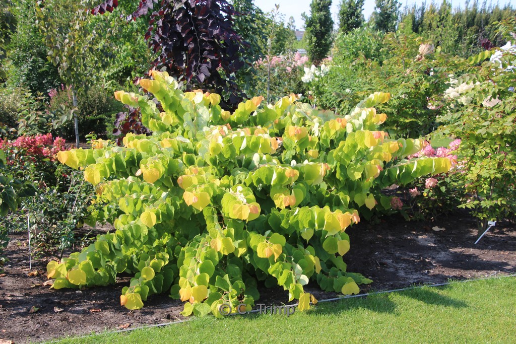 Cercis canadensis ‘Melon Beauty’