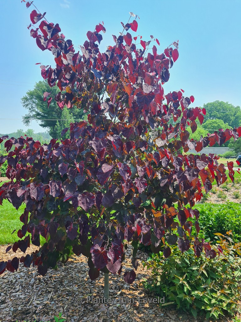 Cercis canadensis ‘RNI-RCC3’ (Midnight Express)