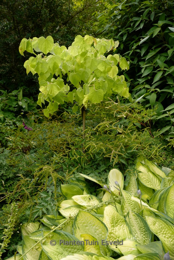 Cercis canadensis ‘The Rising Sun’ (JN2)