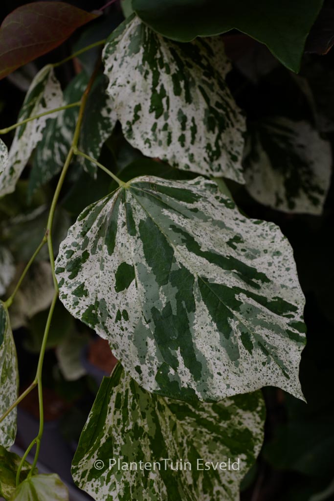 Cercis canadensis ‘Vanilla Twist’