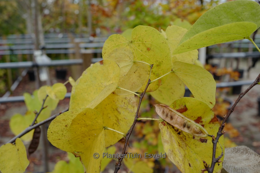 Cercis siliquastrum ‘Pink and White’