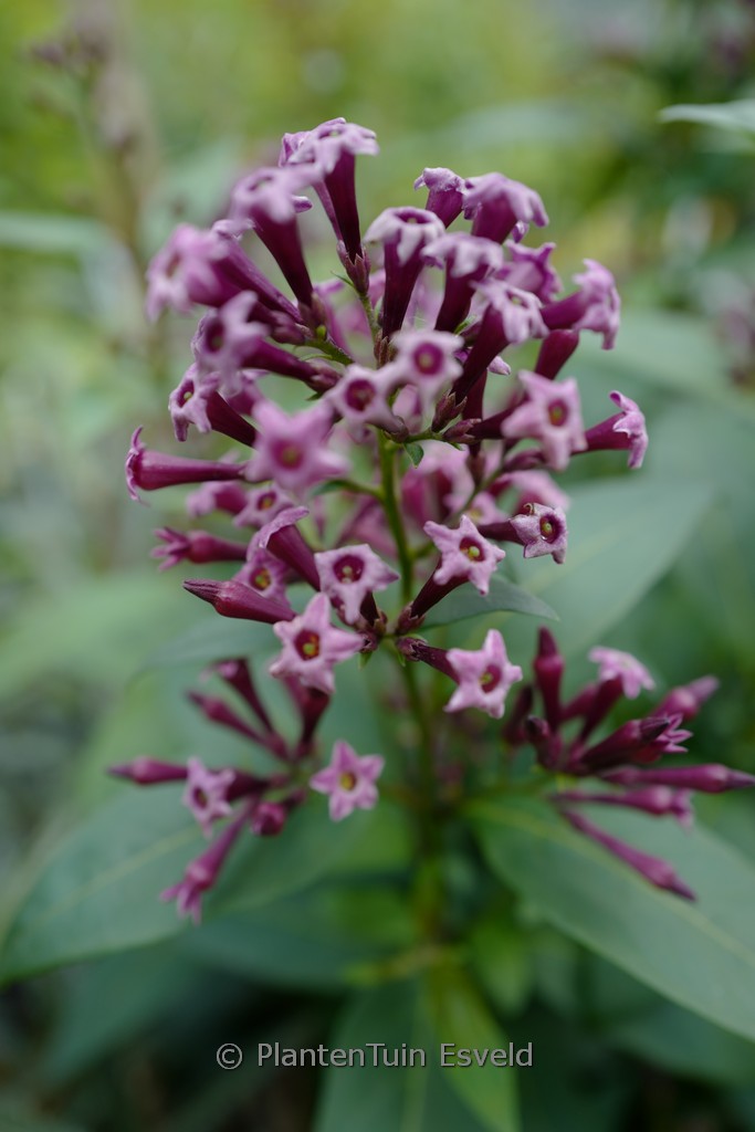 Cestrum x cultum ‘Cretan Purple’