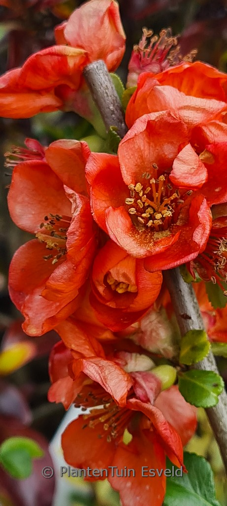 Chaenomeles japonica ‘Cido’