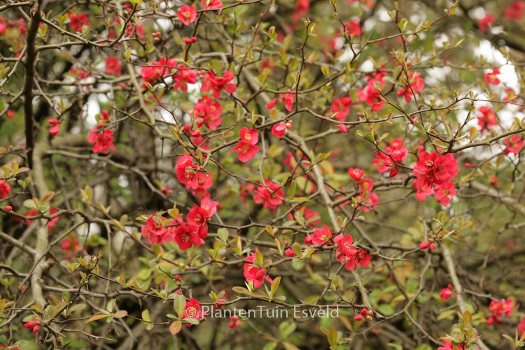 Chaenomeles japonica
