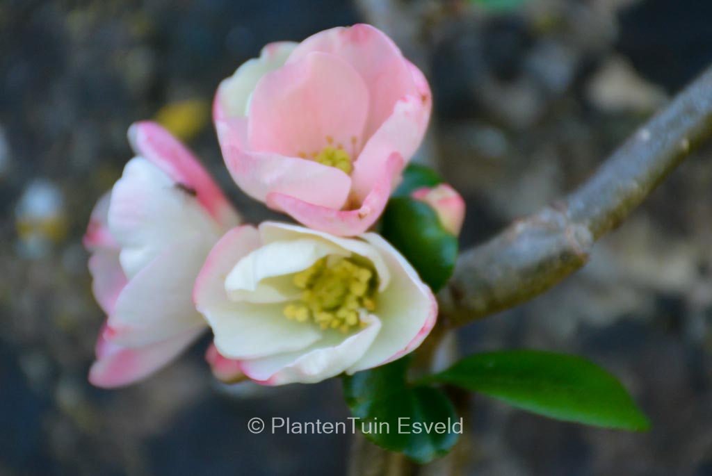 Chaenomeles speciosa ‘Moerloosei’