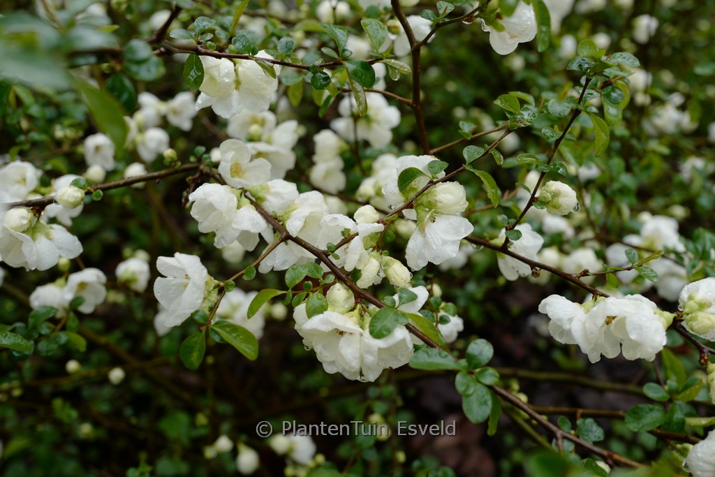Chaenomeles speciosa ‘Nivalis’