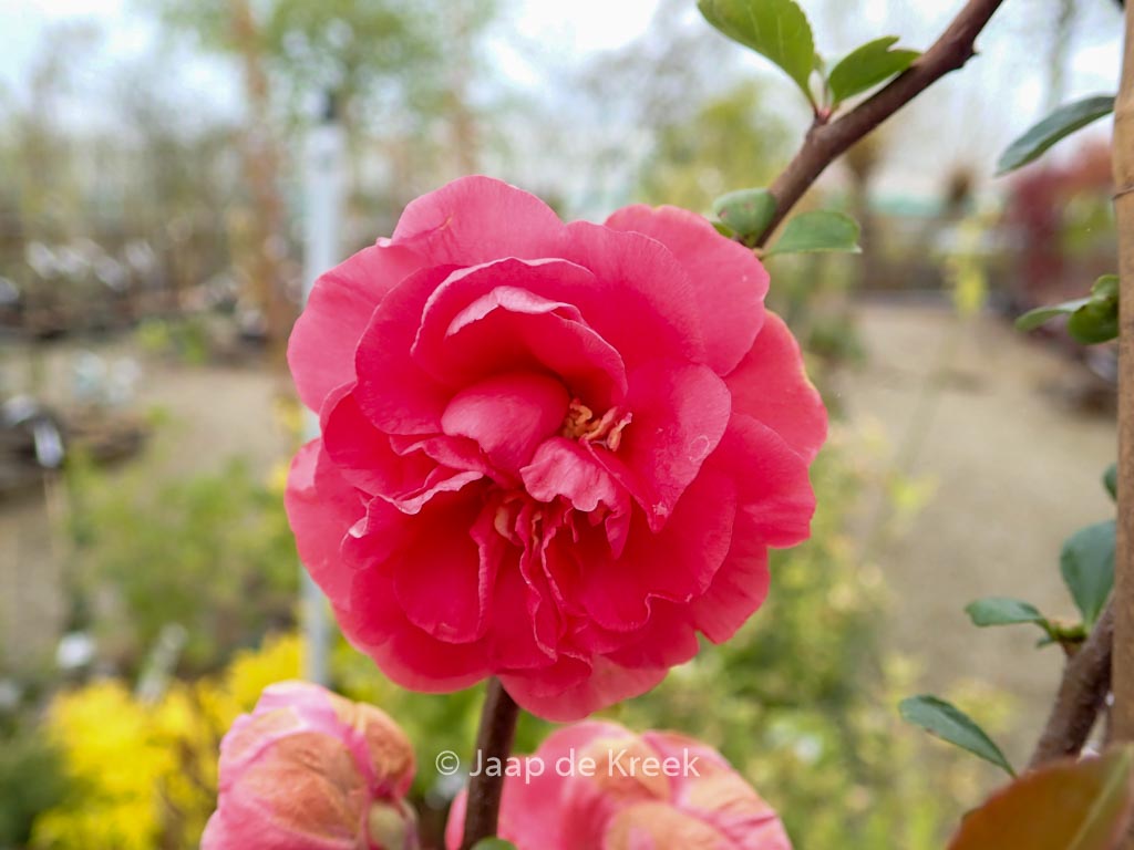 Chaenomeles speciosa ‘Pink Storm’