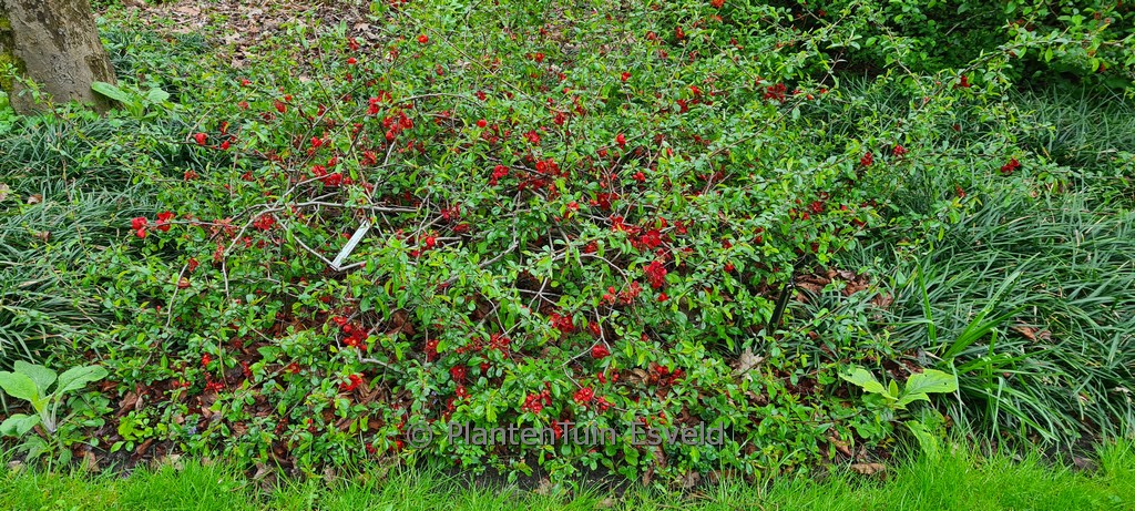 Chaenomeles speciosa ‘Rubra Grandiflora’