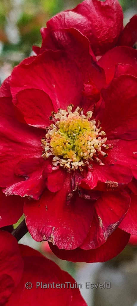 Chaenomeles speciosa ‘Scarlet Storm’
