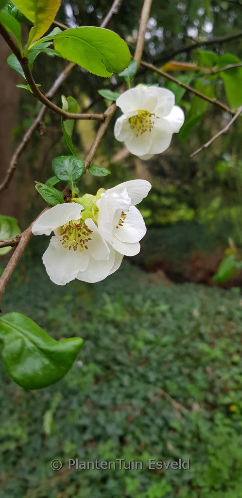 Chaenomeles superba ‘Andenken an Karl Ramcke’