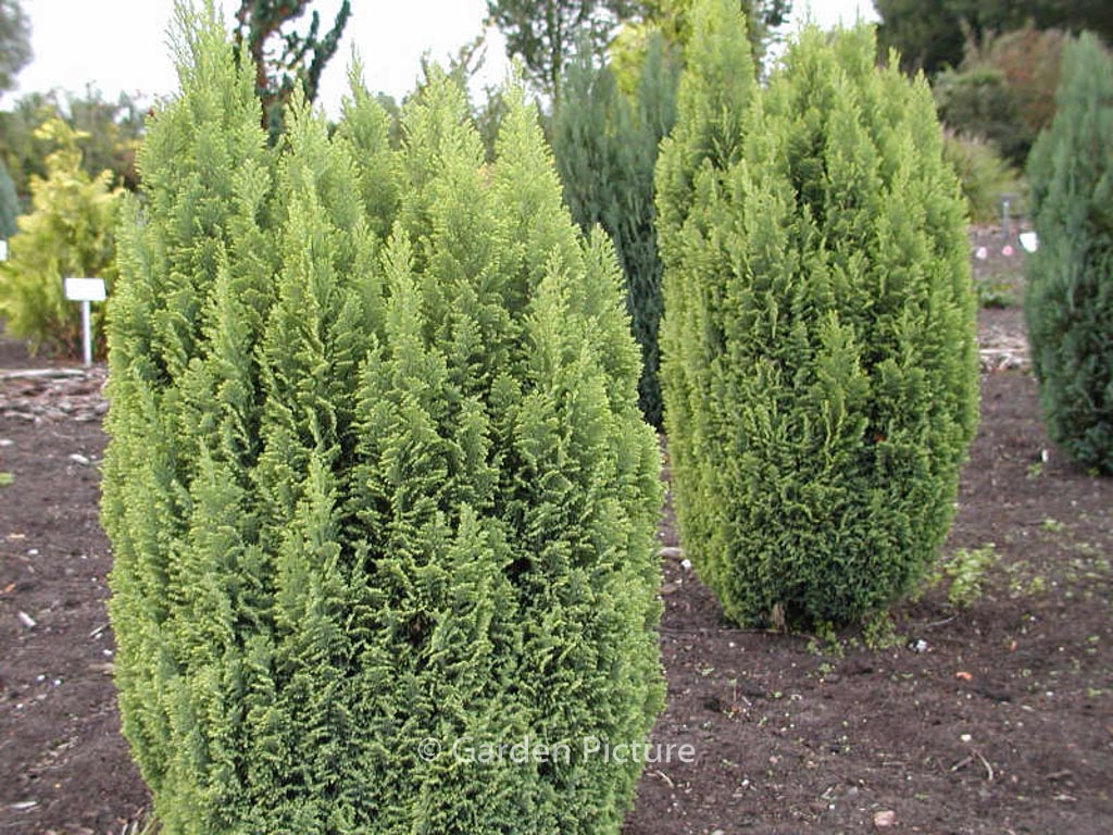 Chamaecyparis lawsoniana ‘Ellwood’s Gold’