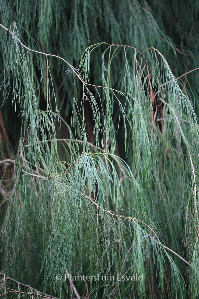 Chamaecyparis lawsoniana ‘Imbricata Pendula’