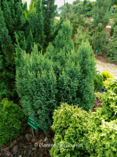 Chamaecyparis lawsoniana ‘Snow White’
