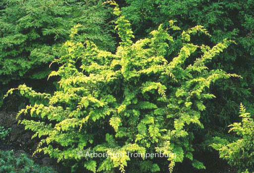 Chamaecyparis obtusa ‘Fernspray Gold’