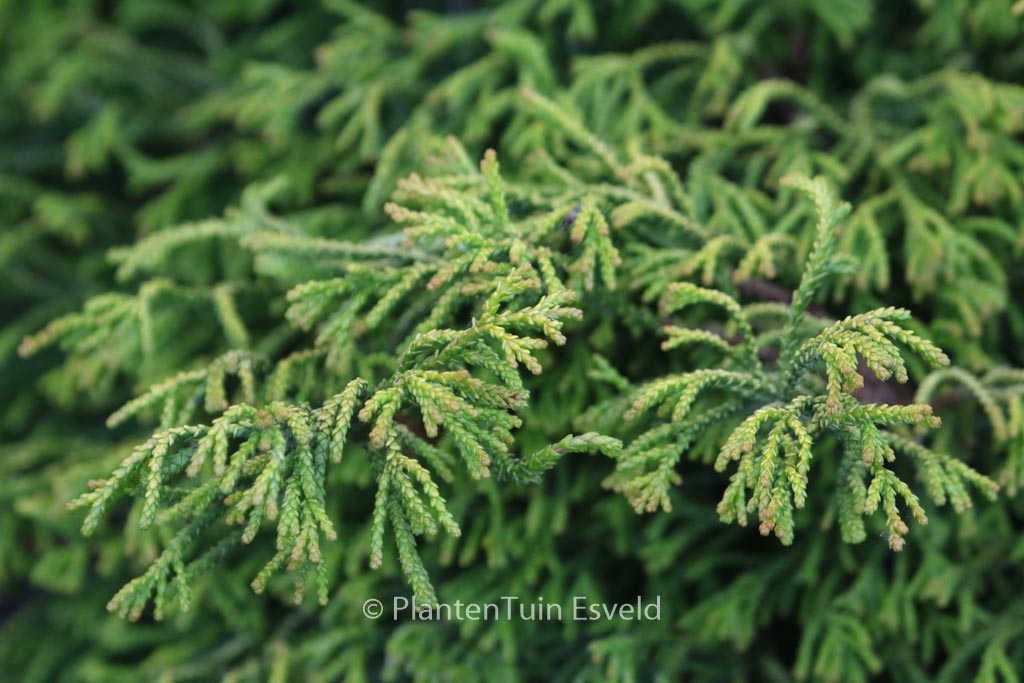 Chamaecyparis obtusa ‘Gitte’