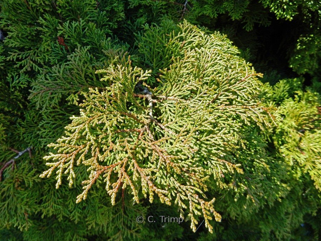 Chamaecyparis obtusa ‘Pygmaea’