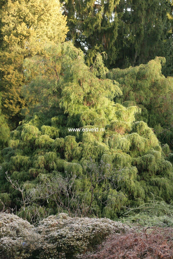 Chamaecyparis pisifera ‘Filifera Nana’