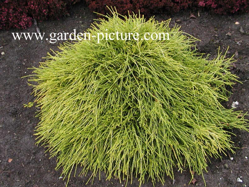 Chamaecyparis pisifera ‘Sungold’