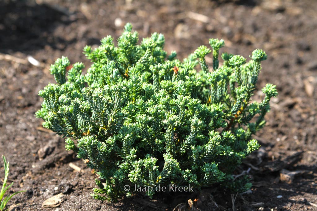 Chamaecyparis thyoides ‘Versent’ (BLUE ROCK)