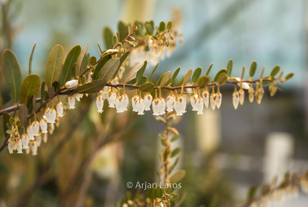 Chamaedaphne calyculata