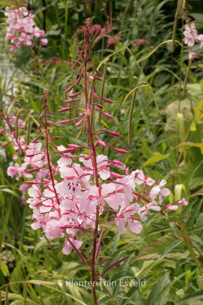 Chamerion angustifolium ‘Stahl Rose’