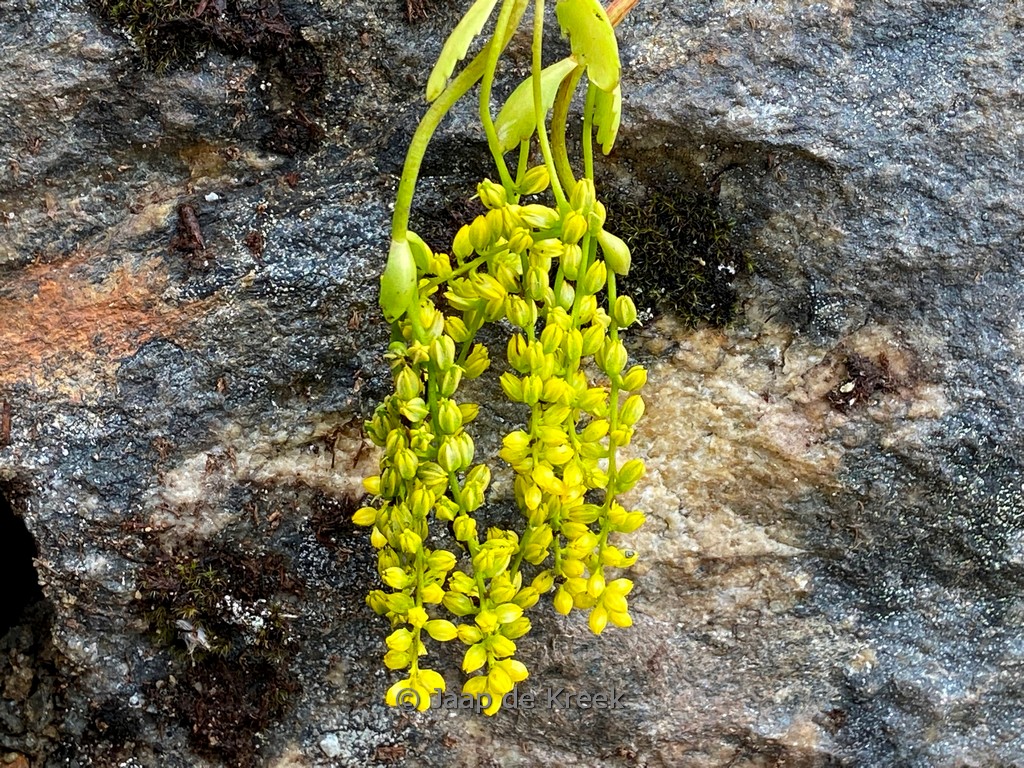 Chiastophyllum oppositifolium