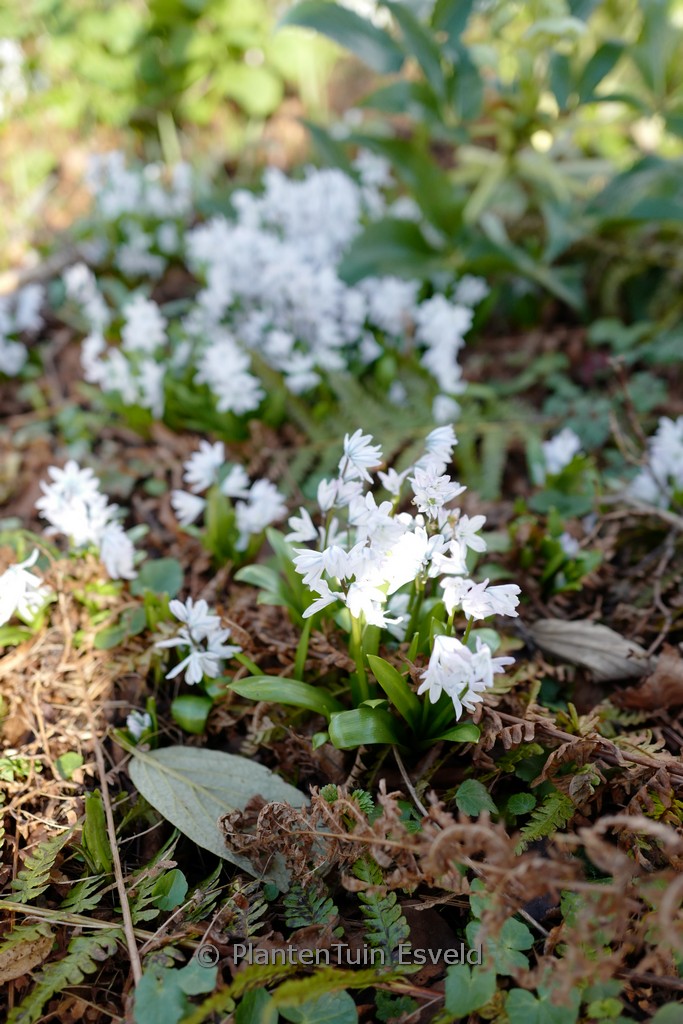 Chionodoxa luciliae ‘Alba’