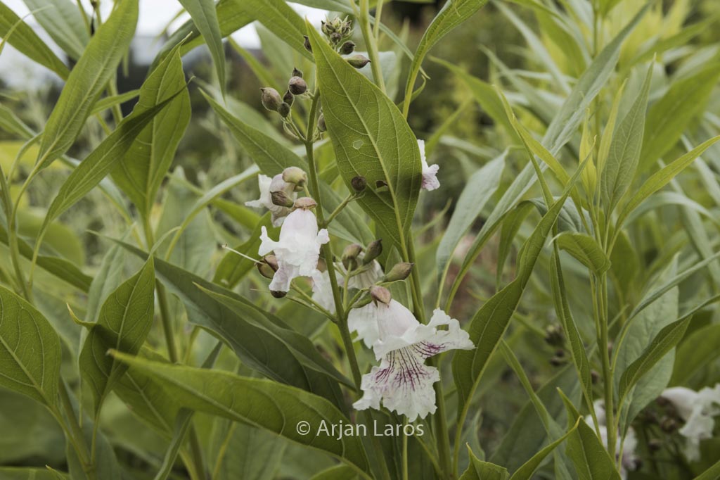 Chitalpa tashkentensis ‘Morning Cloud’