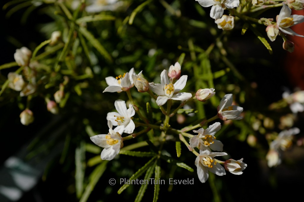 Choisya ‘Pmoore06’ (ROYAL LACE)